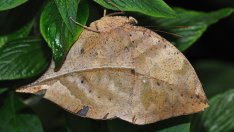 Насекоми с впечатляващ камуфлаж (галерия)