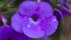 Ахименес – разноцветната камбанка