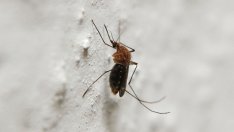 Знаете ли, че... комарите ни избират по миризмата на потта?