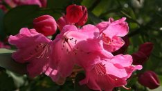 Азалия – буен букет от цветове за дома