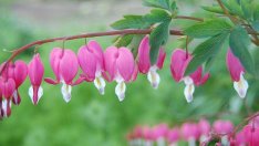 Дамско сърце – най-романтичното цвете