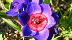 Бабиана – как да отглеждаме красивото цвете?