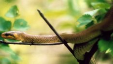 Година на змията: каква ще е в любовта и работата