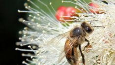 Четири заблуди  за пчелите