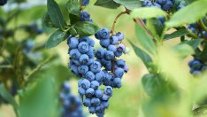 5 билки при разширени вени