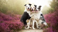 Най-усмихнатите и любящи кучета (галерия)