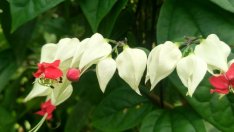 Дървото на съдбата – как да отглеждаме Томсъновия клеродендрон