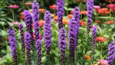 Лиатрис, наричан още казанско перо