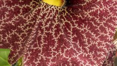 Аристолохия – една особена увивна красавица