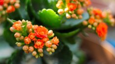 7 растения, които могат да живеят седмици без вода 