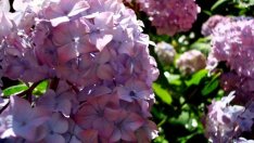 Хортензия – пищност и преливащ цвят