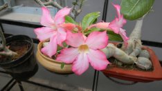 Адениум – пустинната роза