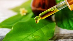 Домашен шампоан против пърхот с чаено дърво и кокосово мляко