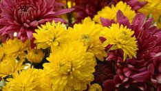 5 юли – летен Атанасовден