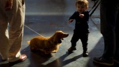 Да оставим ли домашния любимец вкъщи с бебето?