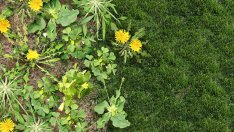 9 начина да премахнете плевелите в градината, без да унищожавате тревата