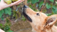 Защо гроздето може да е фатално за кучето ви?