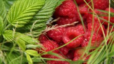 Чай от листа от малина помага през бременността