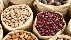Рискове за здравето от бобовите култури
