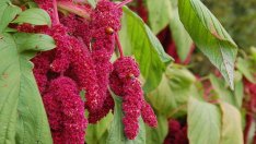 Как да си отглеждаме амарант вкъщи?