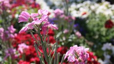 Цветя за първия учебен ден