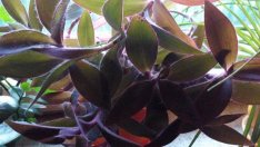 Традесканция – толкова различна, но винаги красива! 