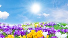 Символно значение на различните цветя