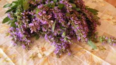 Билката, която си струва да имате в градината