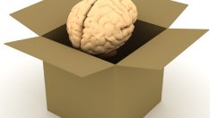 Преяждането и недохранването са вредни за мозъка