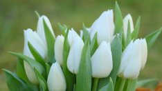 Лалето в градина или в саксия?