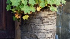 Магичният здравец дарява бодрост и дълголетие