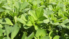 Люцерна – при високо кръвно и за силен имунитет