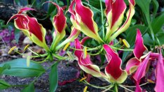 Глориоза – африканска феерия