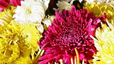 Хризантемата озарява дома като слънце
