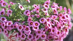 Калибрахое – експлозия от цветове и аромат
