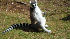 Знаете ли, че... лемурите са свещени в Мадагаскар? 