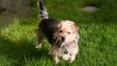 Растения, които могат да бъдат опасни за домашните любимци