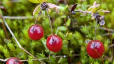 4 билки, които се грижат за женското здраве