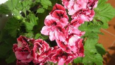 Английско мушкато – прелестно и кичесто