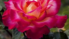 Кое цвете сте според зодията?