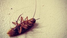 Хлебарките ни нападат, не ги лови отрова