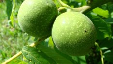 Полезните свойства на зелените орехчета