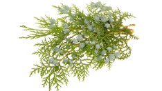 Етерично масло от кипарис и невероятните му ползи 