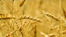 Симптоми на глутеновата непоносимост