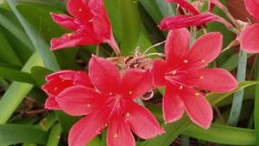 Валота – непретенциозна и лесна за отглеждане