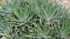 Хавортия – пустинна зеленина