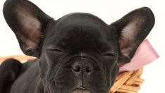 Знаци, че кучето ви боледува