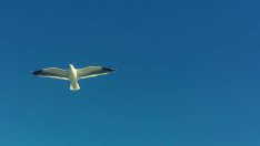 Вдъхновение на седмицата (видео)