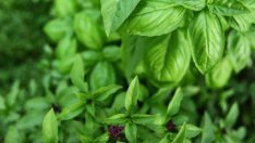 Любовно биле за Еньовден