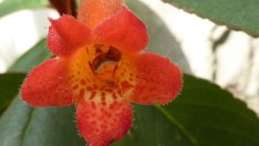 Колерия – леко претенциозна, но прелестна!